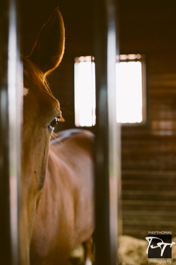 Horse at Willow Creek Farm. Photo by Philip Thomas Photography