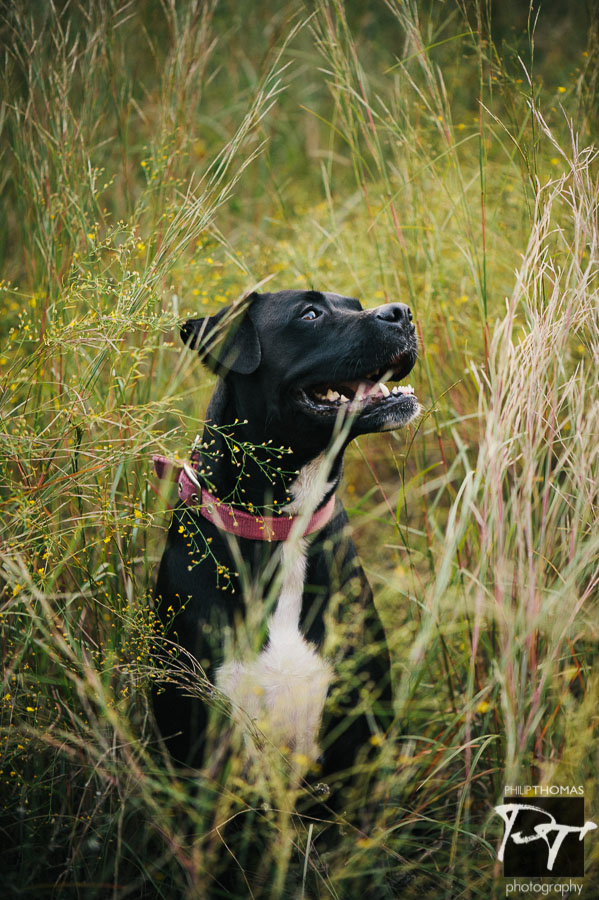 Sam, the dog at Bull Creek, Austin. Photographed by Philip Thomas.