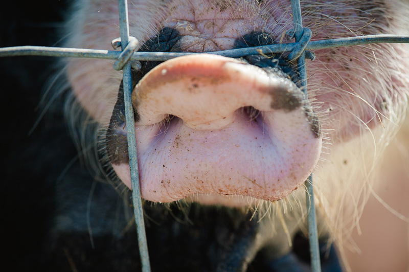 A pigs nose at Don Strange Ranch