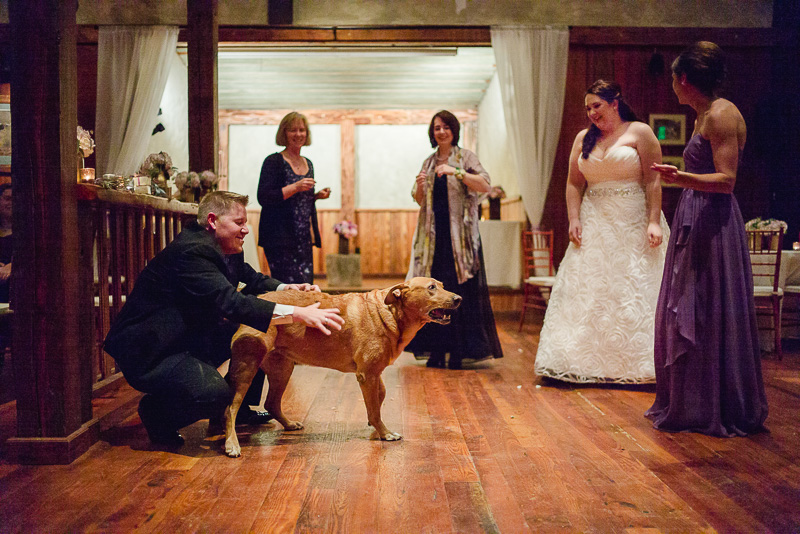 Dog fun at wedding reception Welfare Cafe