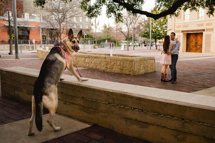 Jady the couples dog looks on in approval at engaged couple outside Pearl Stables, San Antonio Texas