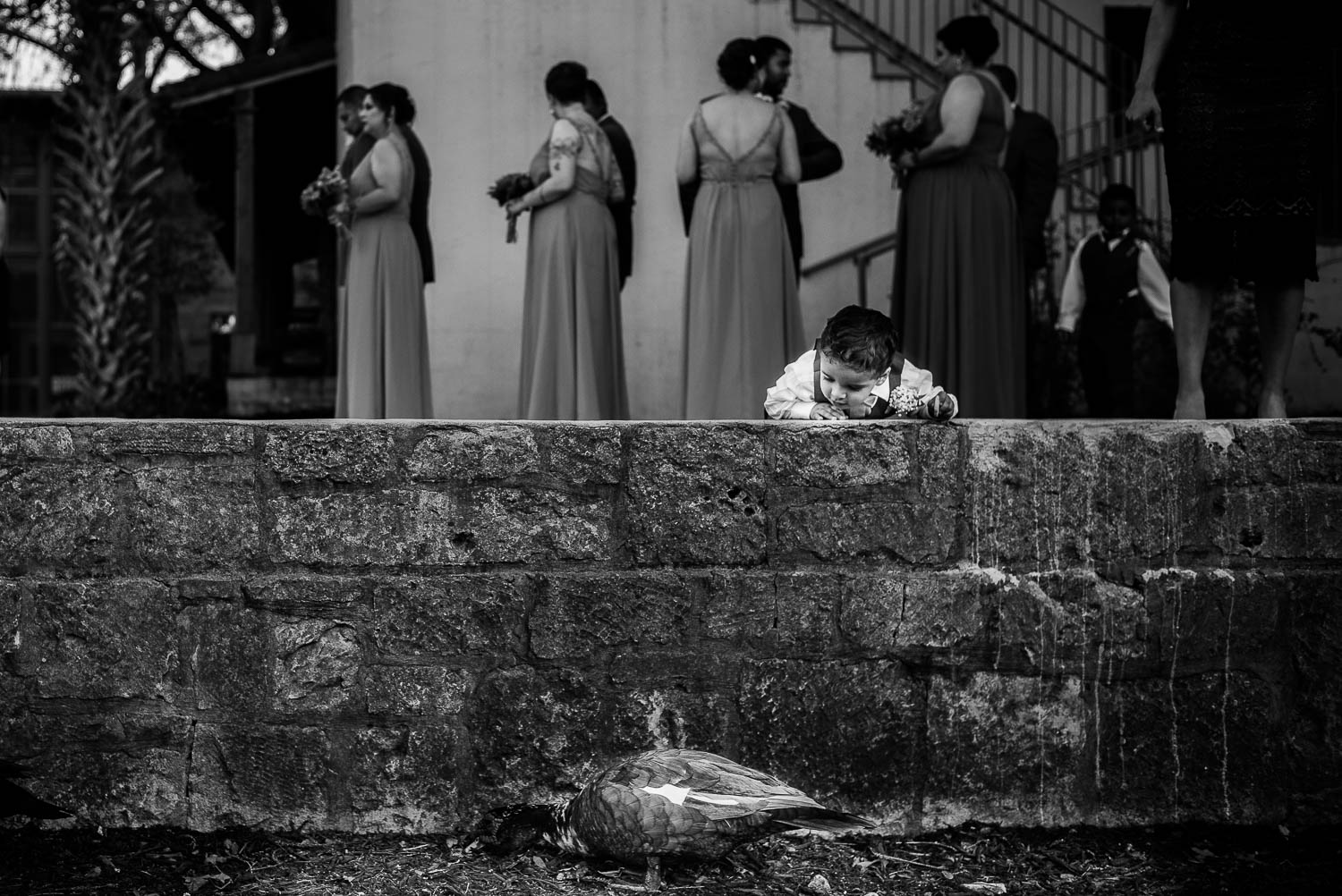 A ring bearer spots a resident duck moments before the wedding ceremony line up at The Witte Museum, San Antonio, Texas.