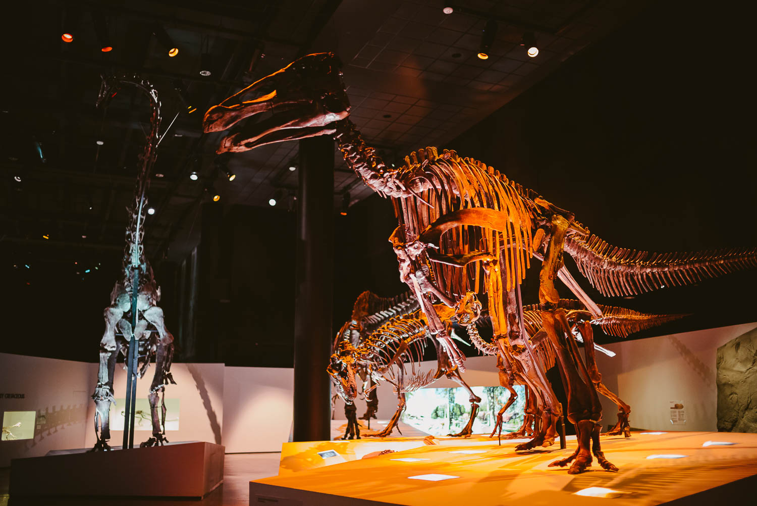 Rehearsal dinner dinosaur image at Houston Museum of Natural Science by Philip Thomas Photography