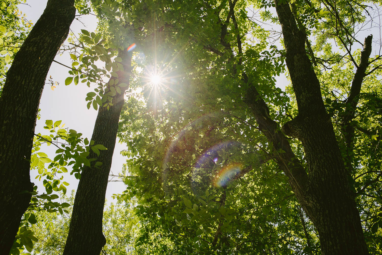 Tall trees image at Pecan Springs Houston Texas photo by Philip Thomas Photography