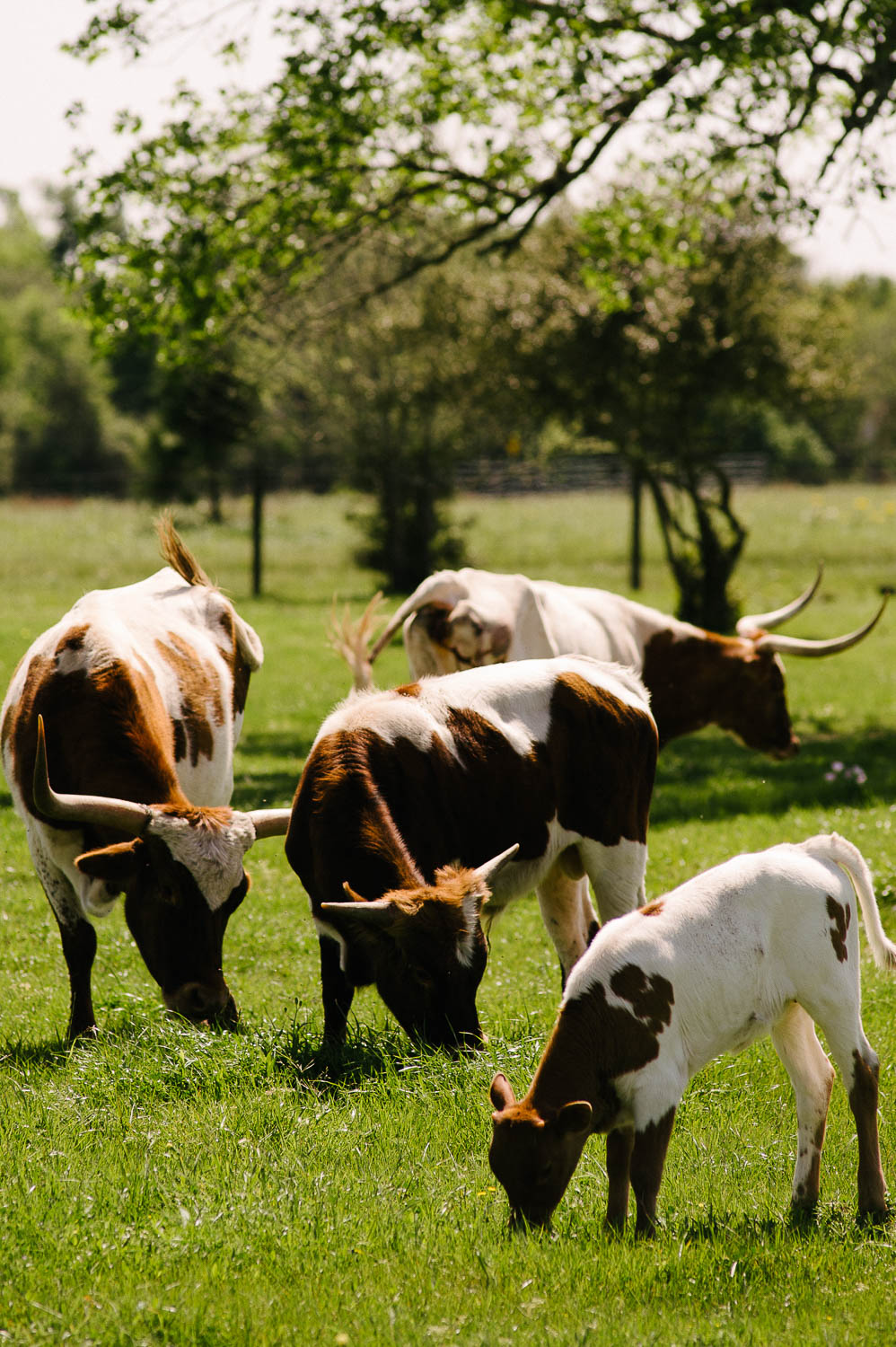 Cows and bulls at wedding venue Pecan Springs Houston Texas photo by Philip Thomas Photography