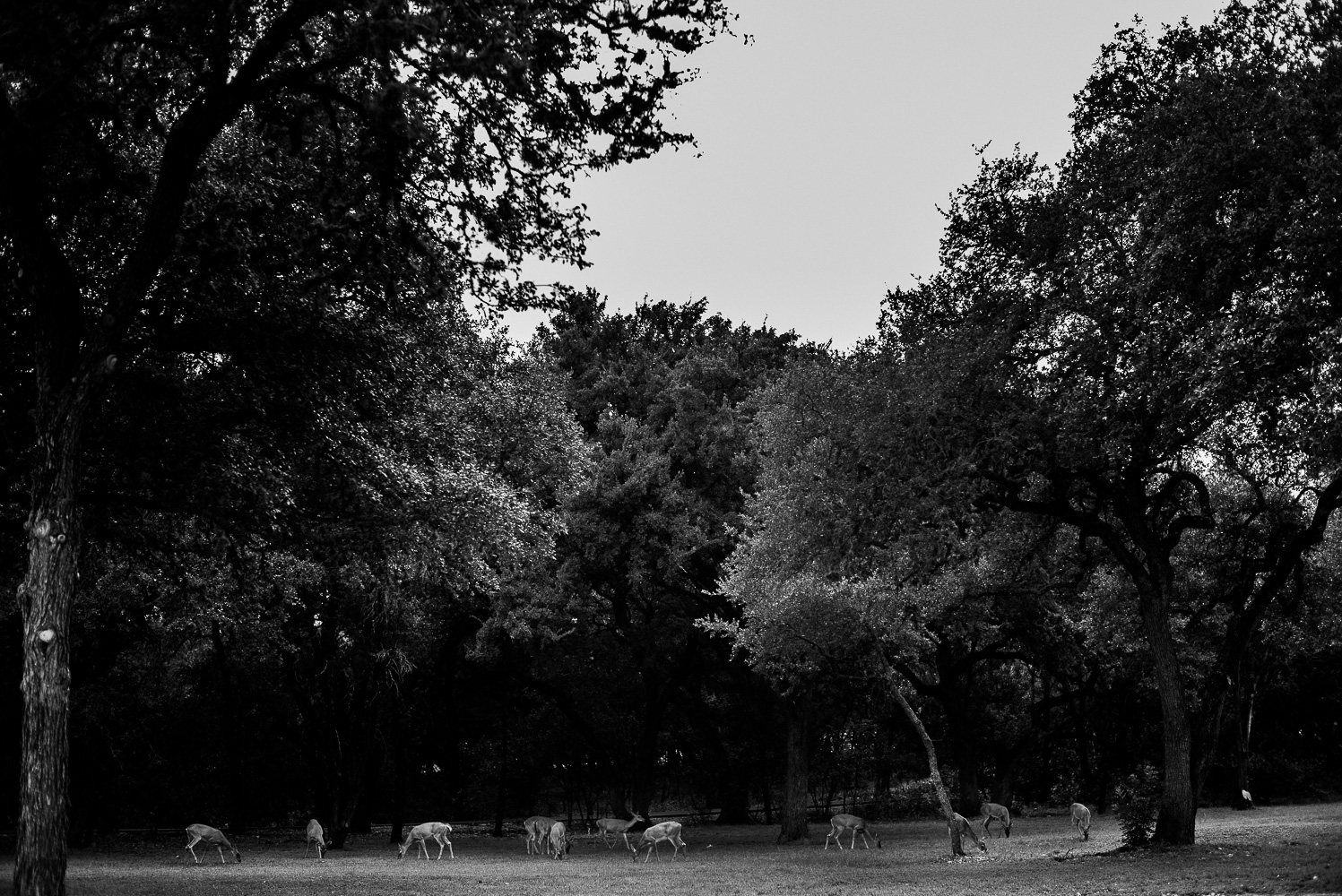 Deer grazing during a thunderstorm at Chandelier of Gruene Wedding Reception-27