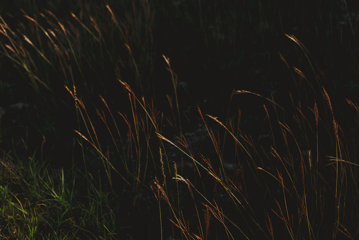 Grass blowing in the wind at Paniolo Ranch Wedding Reception-Philip Thomas