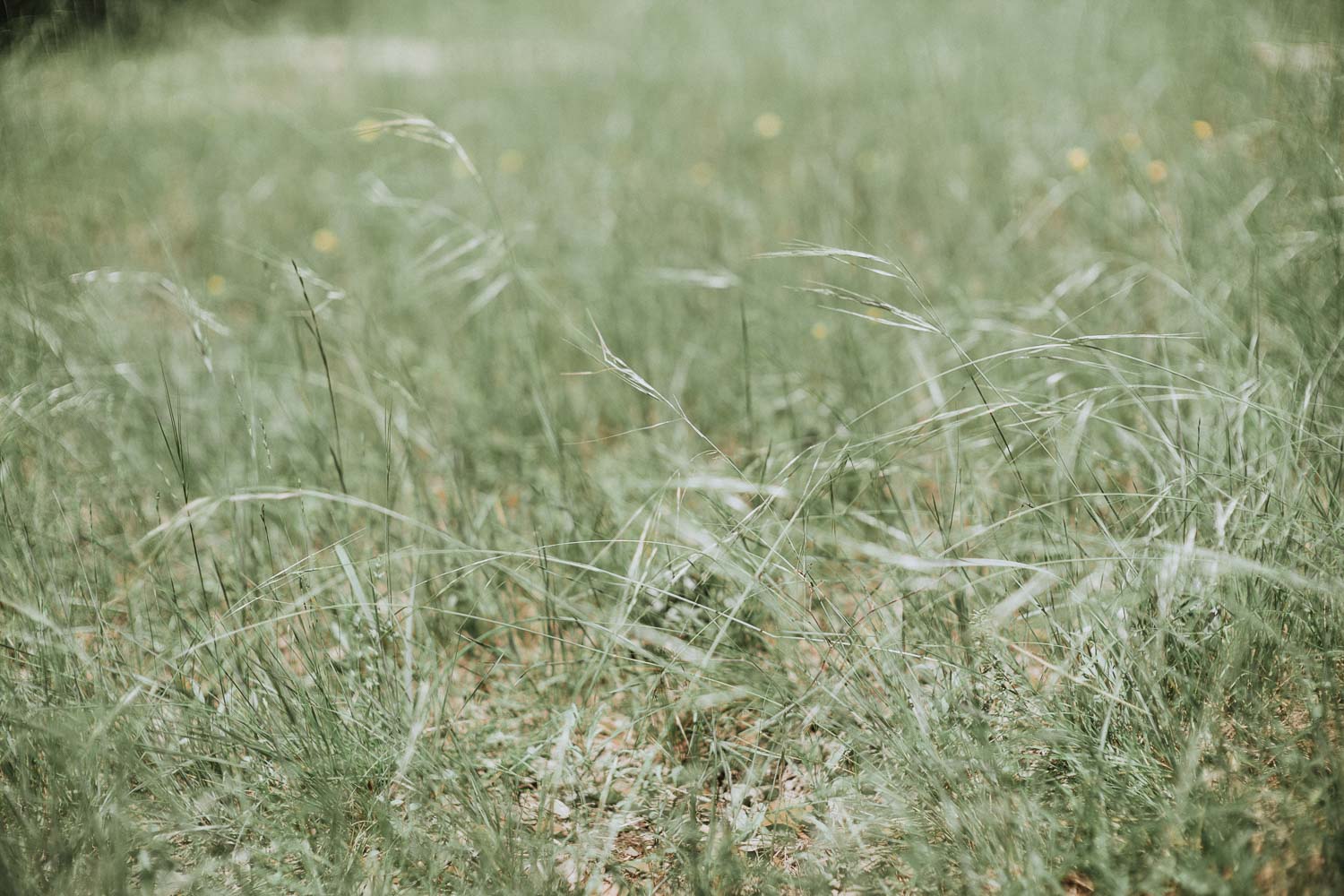 Lost Mission Wedding, Spring Branch Texas - Erica + Chris - San Antonio Wedding Photographer-07-Philip Thomas Photography 13