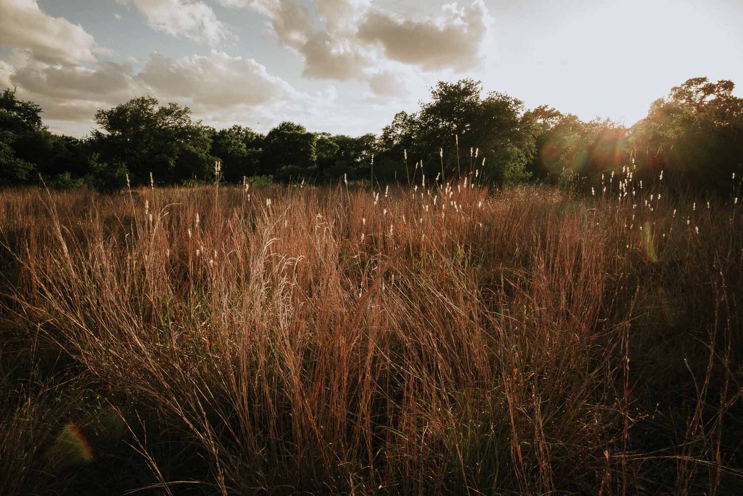 Bulverde ranch shows beautiful light with grass blowing in the breeze