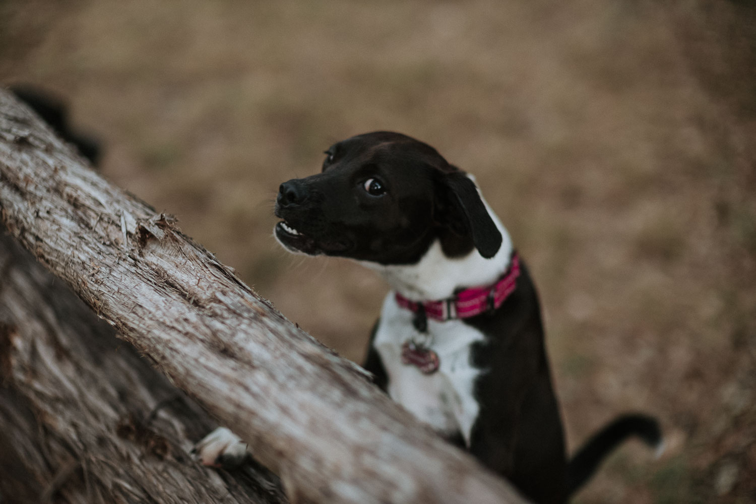 Dog shows growling protecting ranch home during rehearsal dinner party