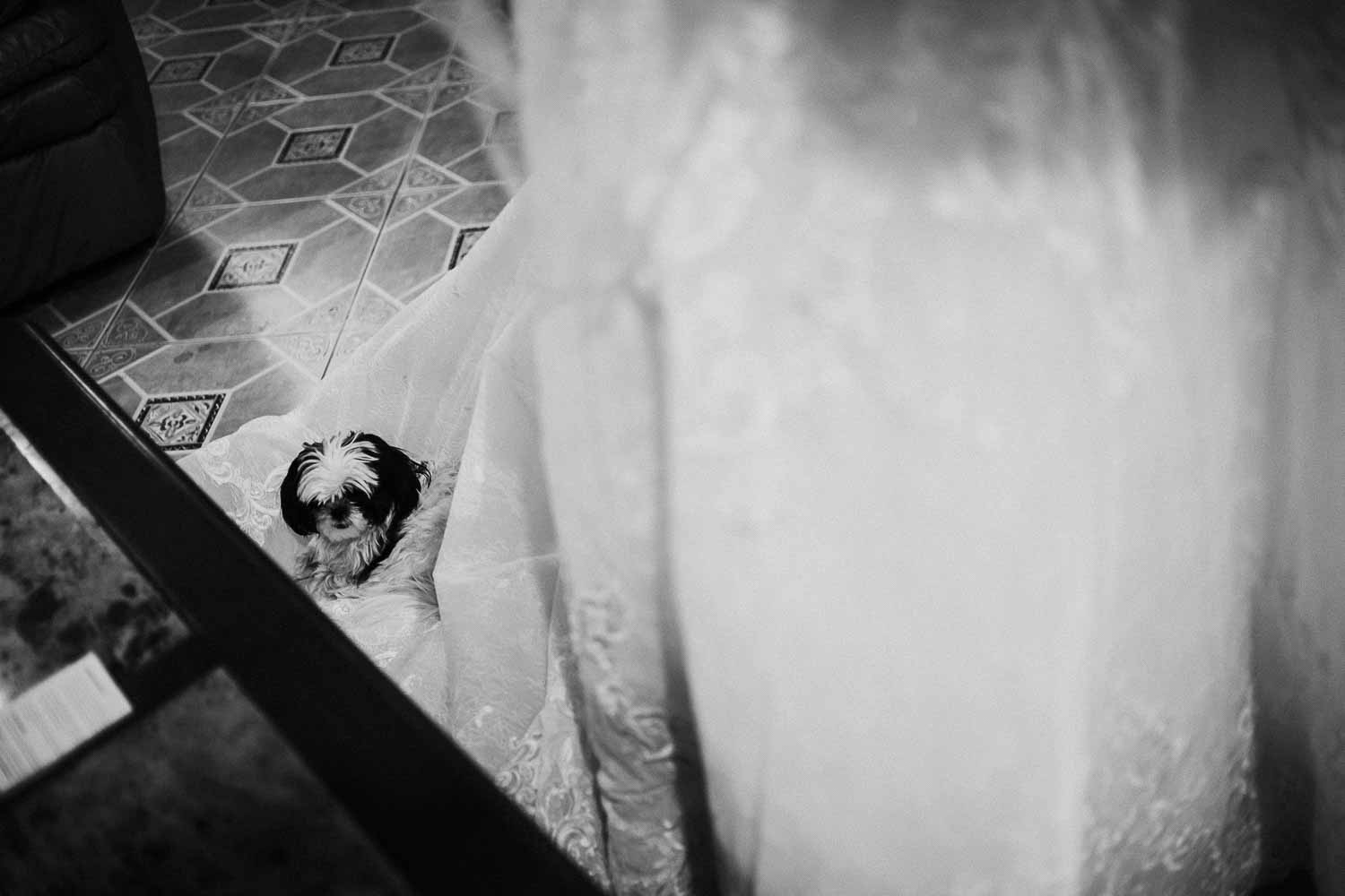 Dog rests on brides dress McAllen-South-texas-Wedding