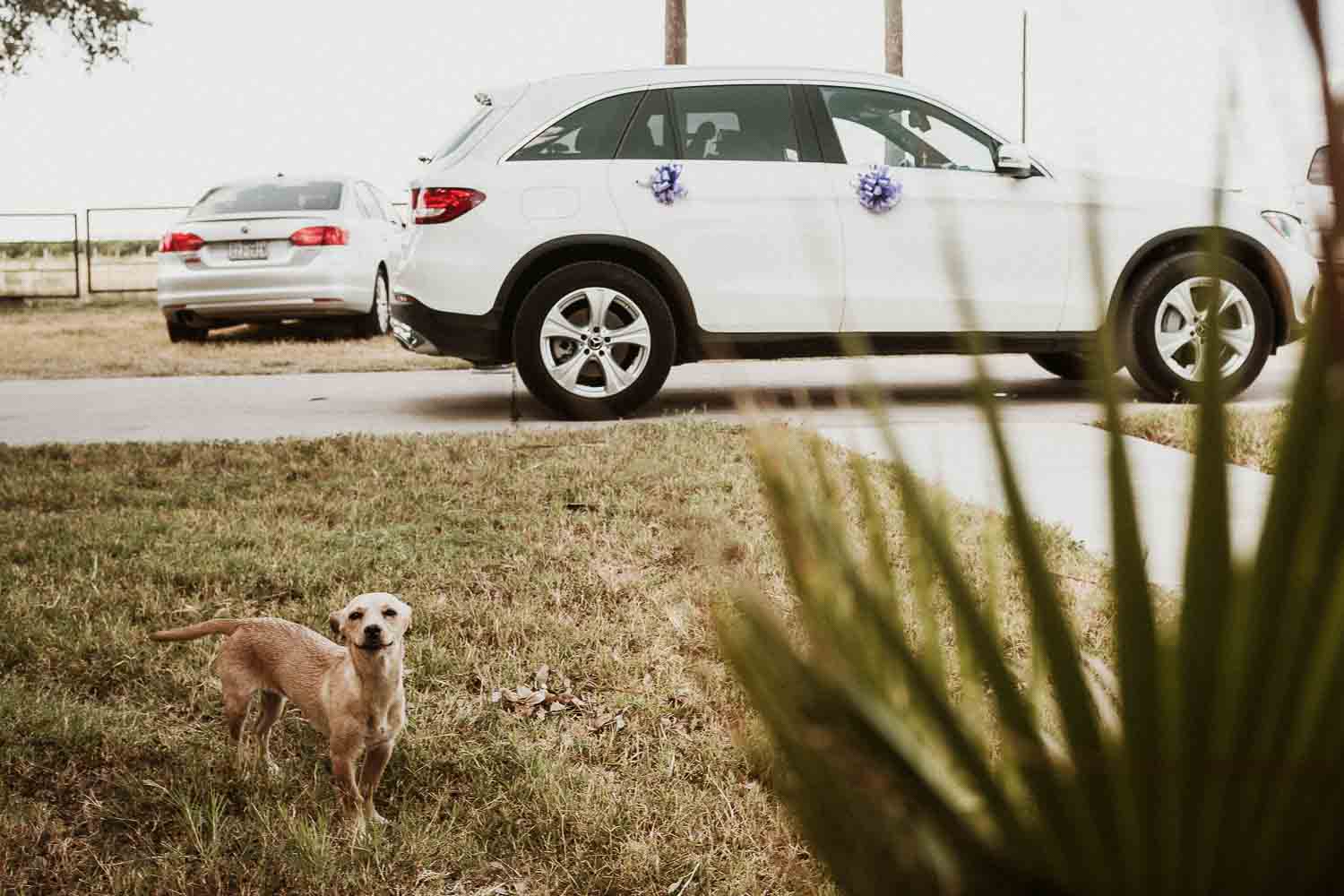 Family dog peers into the camera lens outside family home McAllen-South-texas-Wedding