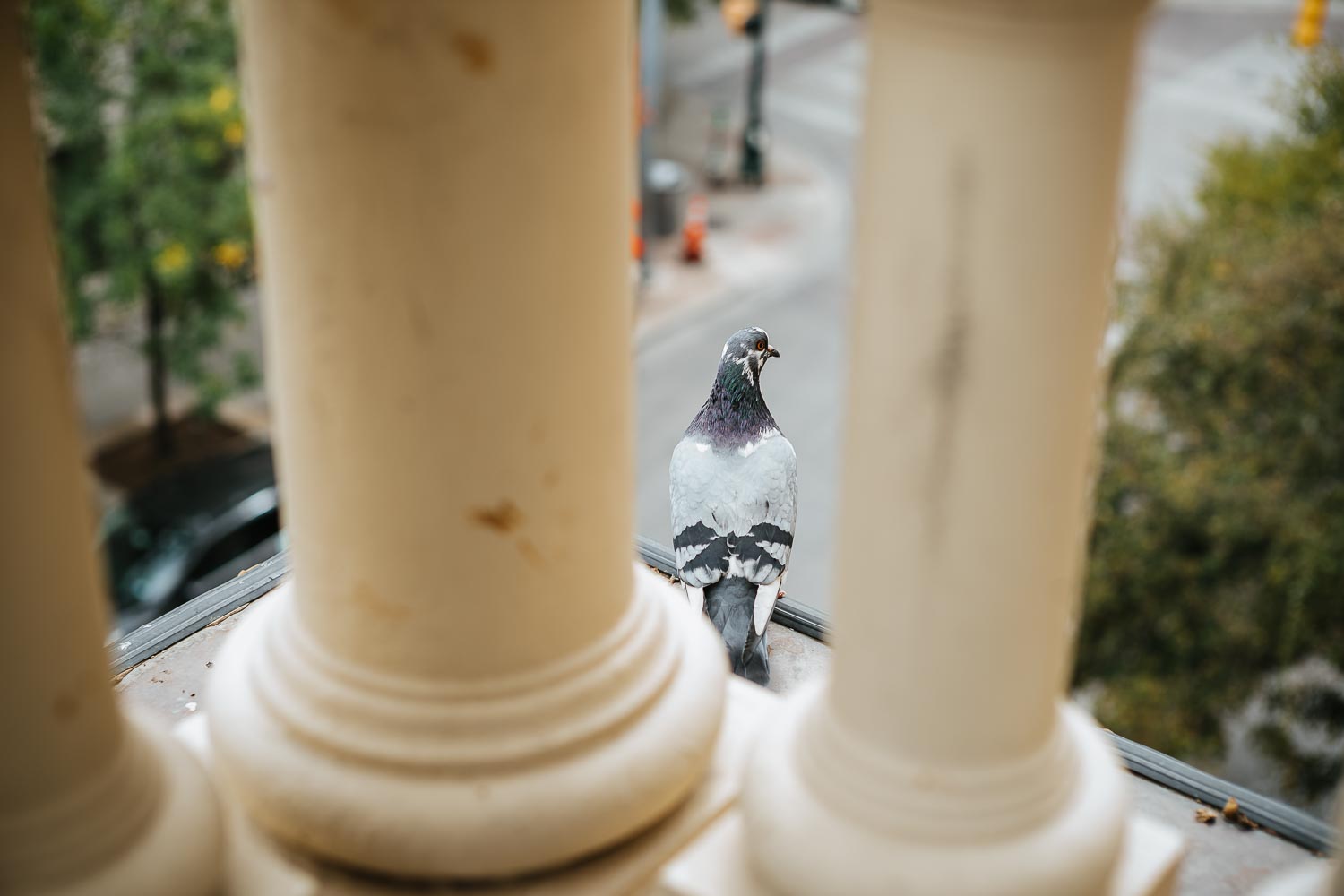 Pigeon alert on the brides balcony at Driskill Hotel in Austin Texas