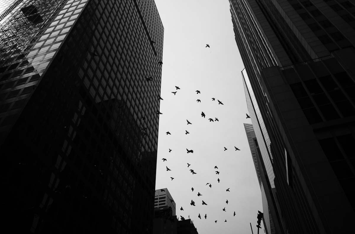 Looking up to skyscrapers in NYC with birds scattering - iL1000371