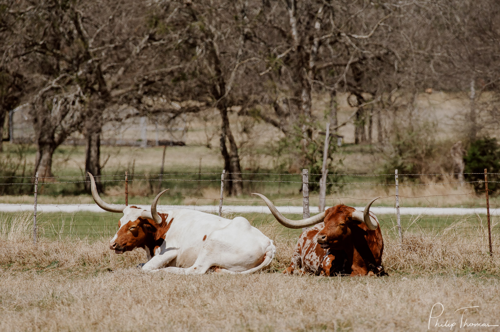 12 Gruene Estate Event Venue Wedding Ceremony Leica photographer Philip Thomas Photography