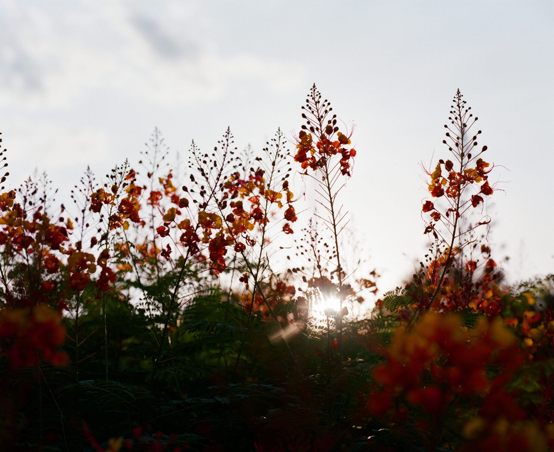 Mamiya RZ67 Japanese Sunken Gardens