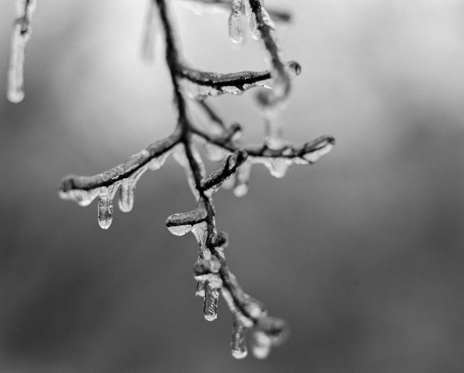 The cold snap in San Antonio, Texas Mamiya RZ67