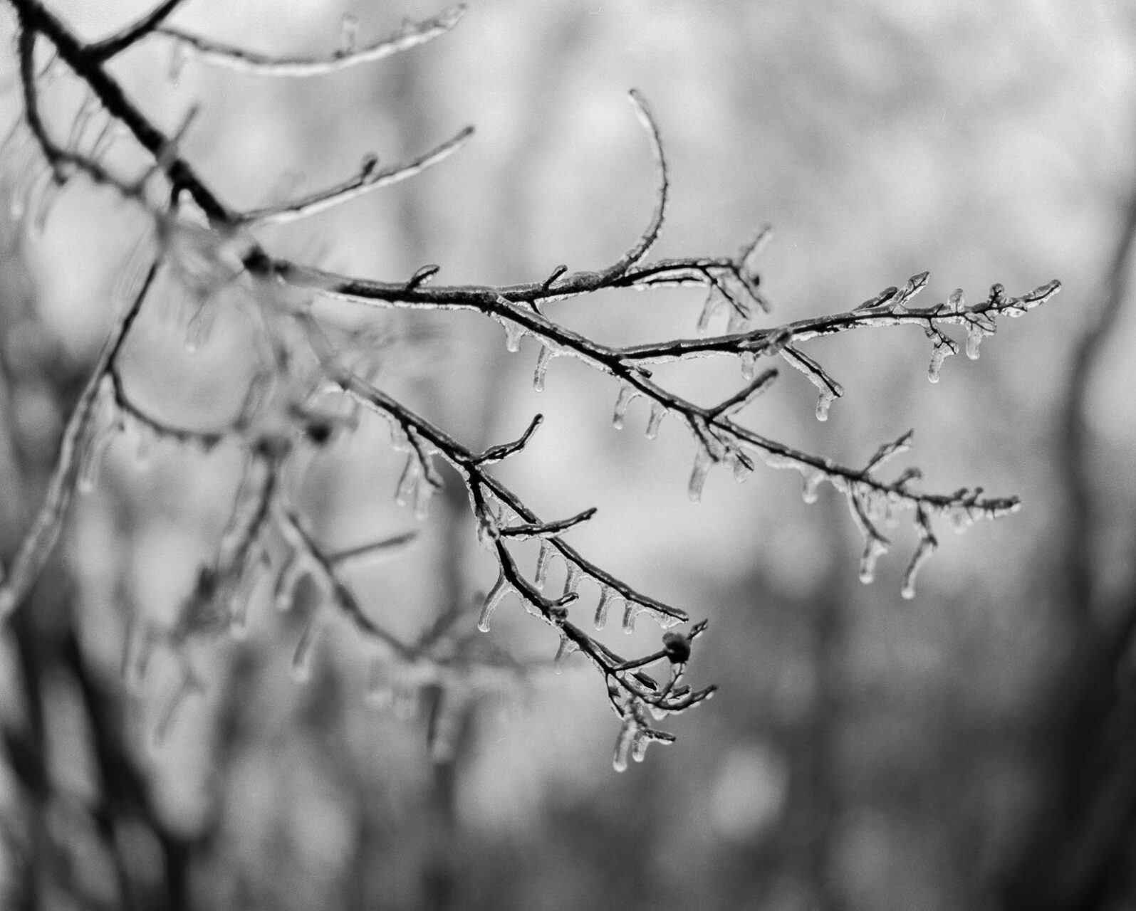 The cold snap in San Antonio, Texas Mamiya RZ67