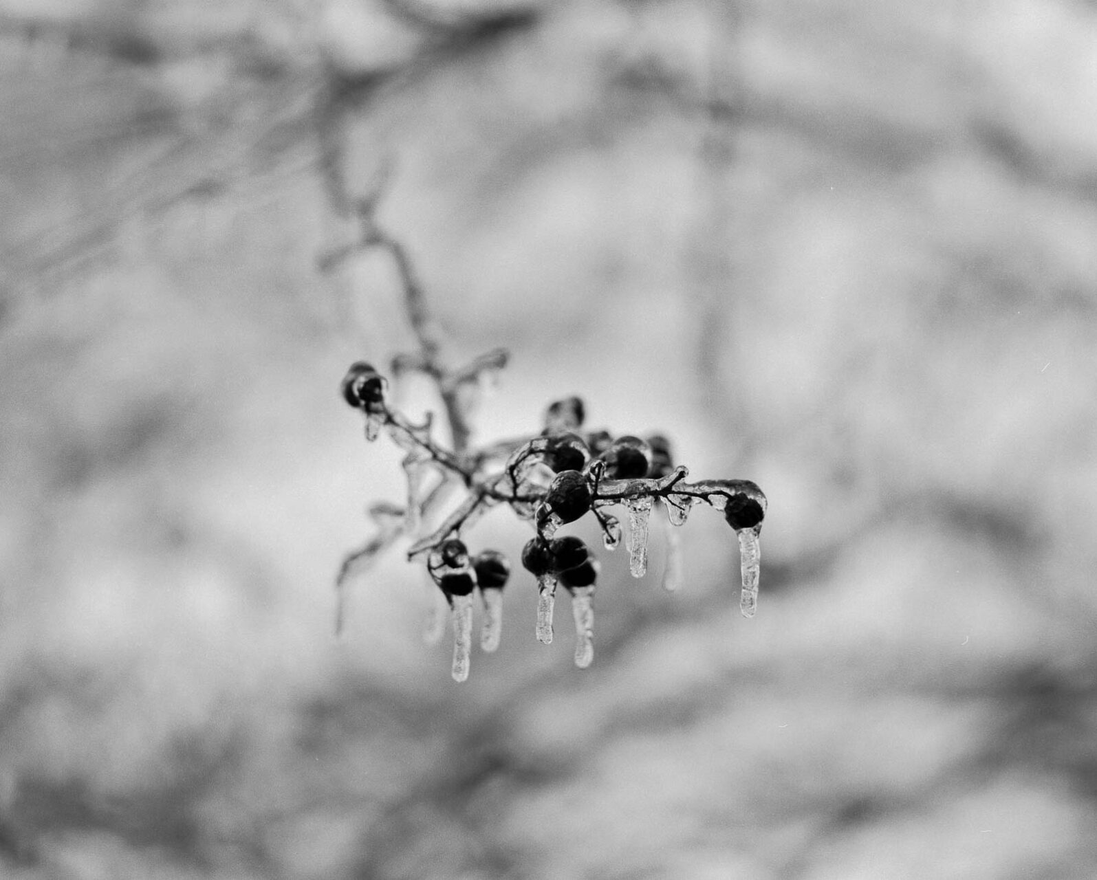 The cold snap in San Antonio, Texas Mamiya RZ67