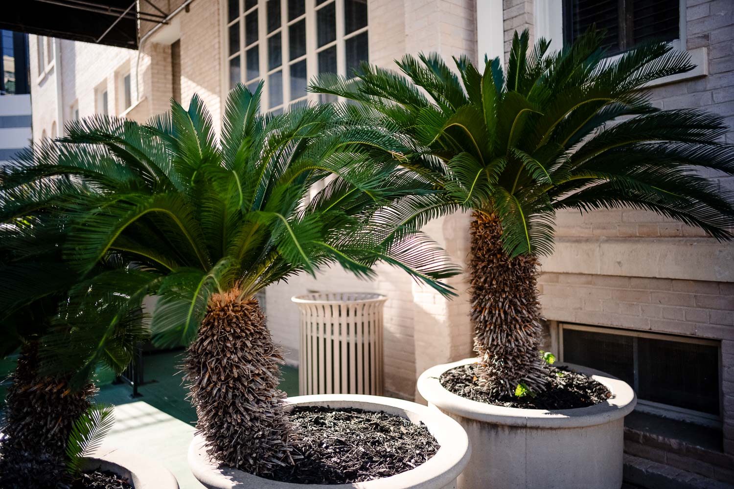 006 Historic Hotel Havana San Antonio Wedding+Reception Texas Philip Thomas Photography