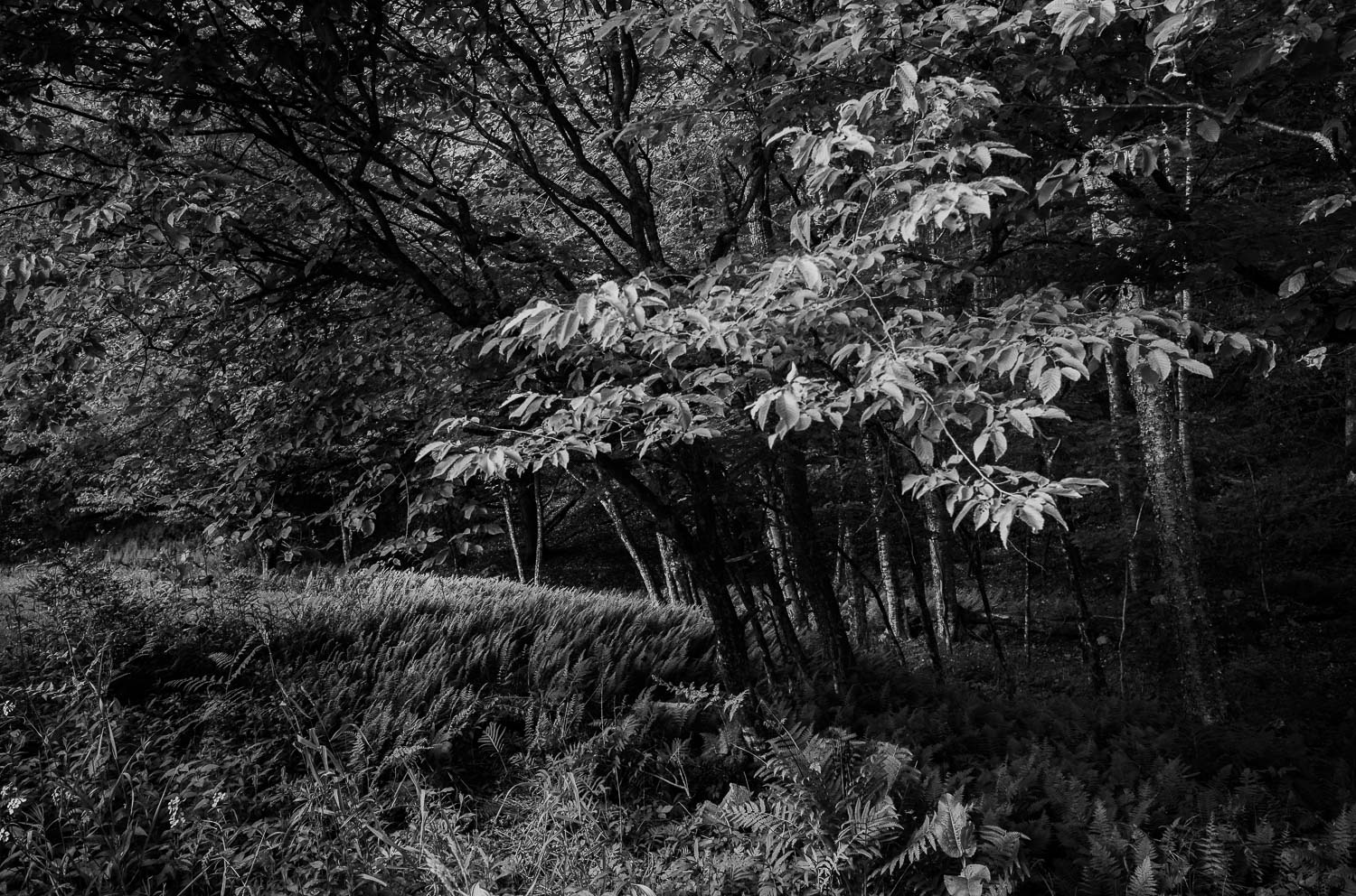 A forest north east of Livingston Manor - Nestled within the Catskill Mountains, a day trip to Livingston Manor, NY is an invitation to explore trout, beer, mountains L1000725