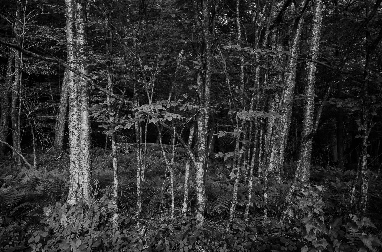 A forest north east of Livingston Manor - Nestled within the Catskill Mountains, a day trip to Livingston Manor, NY is an invitation to explore trout, beer, mountains L1000727