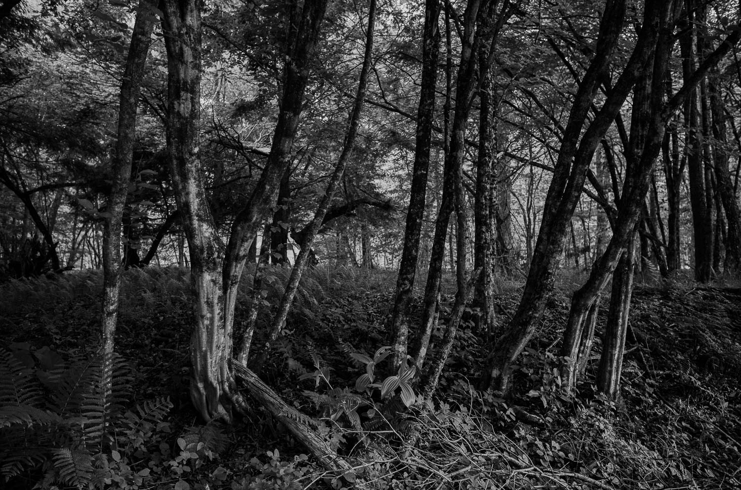 A forest north east of Livingston Manor - Nestled within the Catskill Mountains, a day trip to Livingston Manor, NY is an invitation to explore trout, beer, mountains L1000730