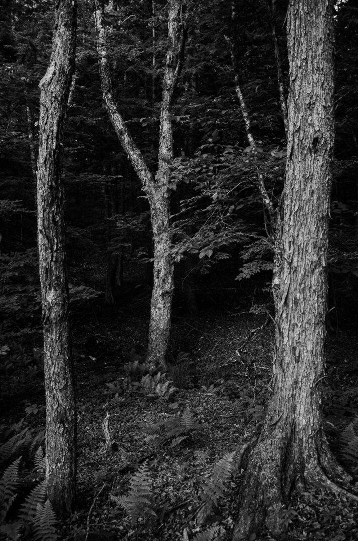 A forest north east of Livingston Manor - Nestled within the Catskill Mountains, a day trip to Livingston Manor, NY is an invitation to explore trout, beer, mountains L1000746