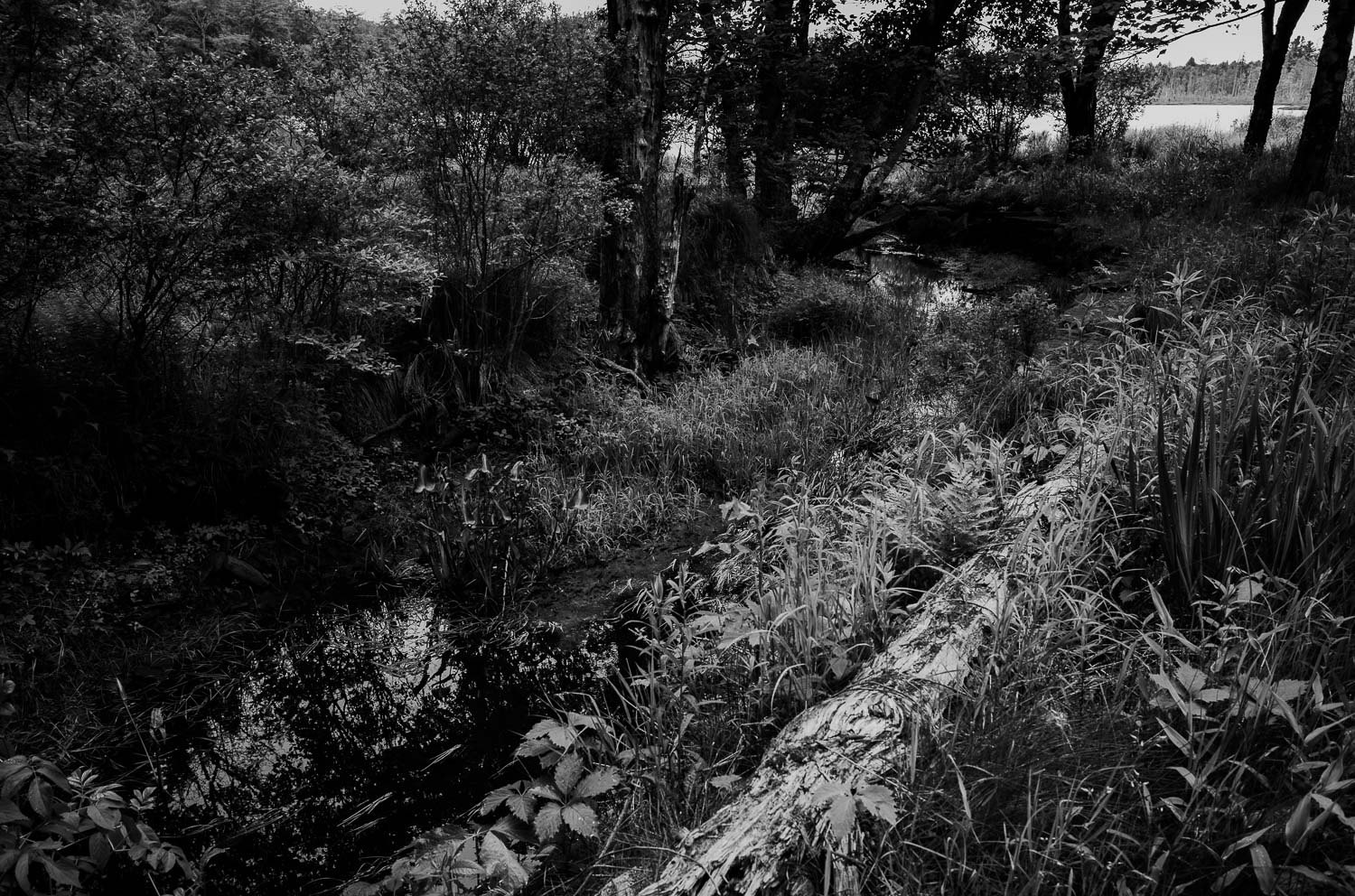 A forest north east of Livingston Manor - Nestled within the Catskill Mountains, a day trip to Livingston Manor, NY is an invitation to explore trout, beer, mountains L1000759