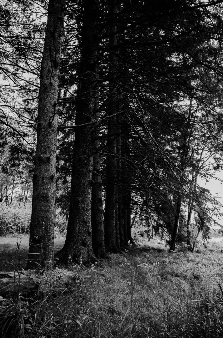 A forest north east of Livingston Manor - Nestled within the Catskill Mountains, a day trip to Livingston Manor, NY is an invitation to explore trout, beer, mountains L1000762