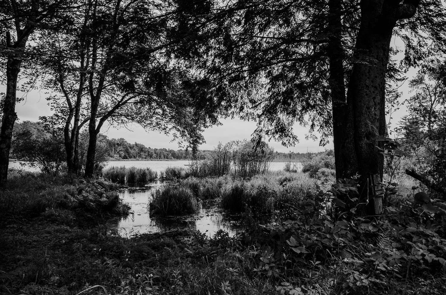 A forest north east of Livingston Manor - Nestled within the Catskill Mountains, a day trip to Livingston Manor, NY is an invitation to explore trout, beer, mountains L1000767