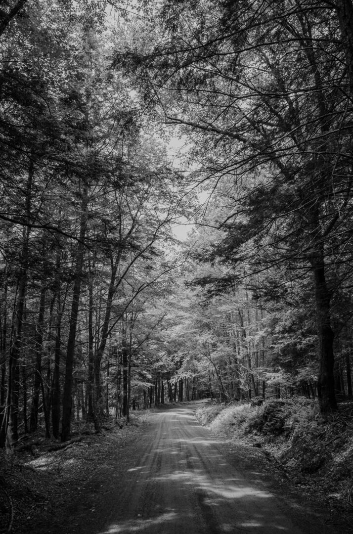 A forest north east of Livingston Manor - Nestled within the Catskill Mountains, a day trip to Livingston Manor, NY is an invitation to explore trout, beer, mountains L1000768