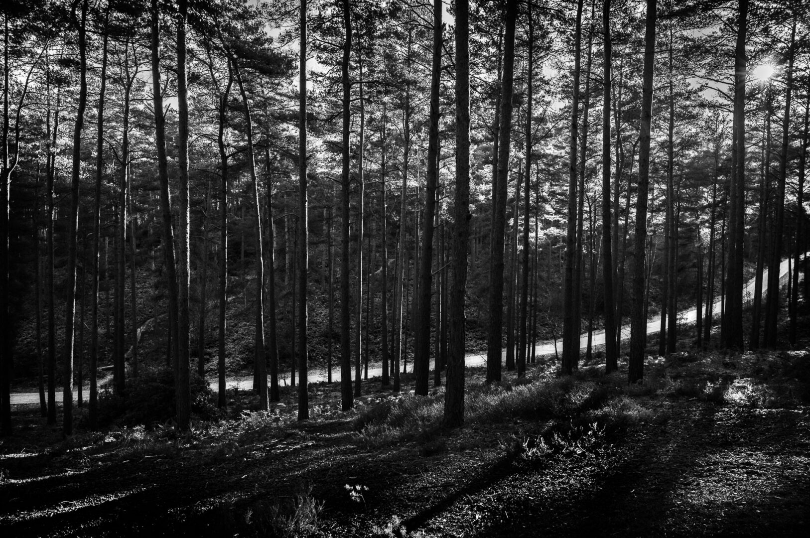 Bourne Wood in Farnham, Surrey, is a premier UK filming location shows snow on forest road