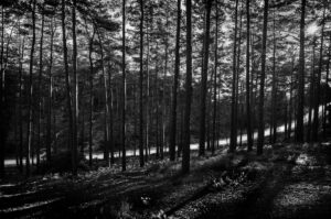 Why the Leica M Still Feels Like Home 5 Bourne Wood in Farnham, Surrey, is a premier UK filming location shows snow on forest road