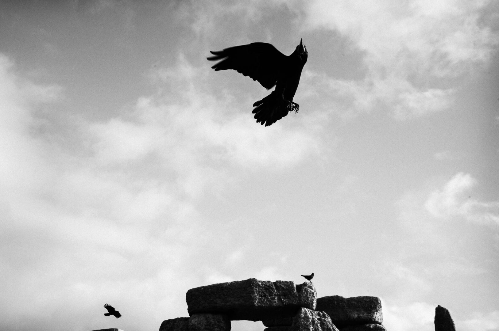 A rook launches into the January skies at Stonehenge, UK