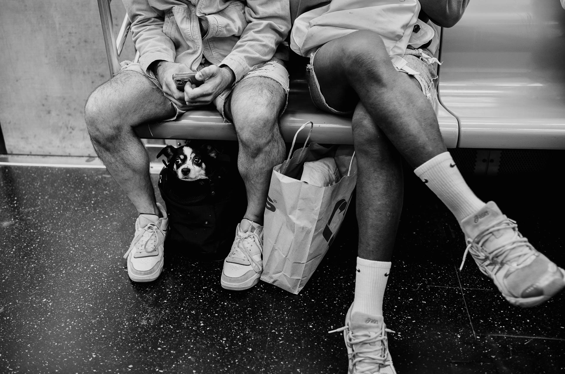 Street + urban photography 5 Black-and-white street photograph of a small dog peering from a carrier beneath a subway seat between two seated passengers.