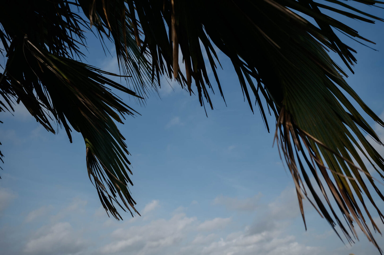 Chapel on the Dunes Wedding | Port Aransas, Texas | Mady+Roland 8 Palm fronds silhouetted against the sky outside the getting-ready location.